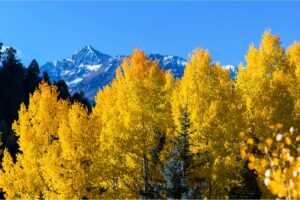 view fall foliage in colorado golden aspens