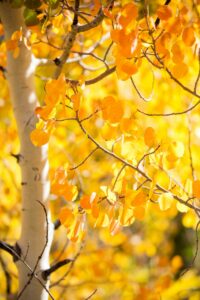 MER best fall hikes for aspens