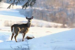 MER with the right winter hiking gear you can see wildlife