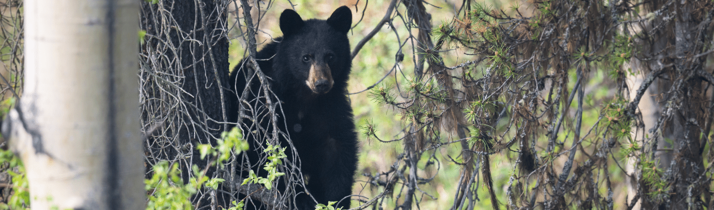 Bear safety