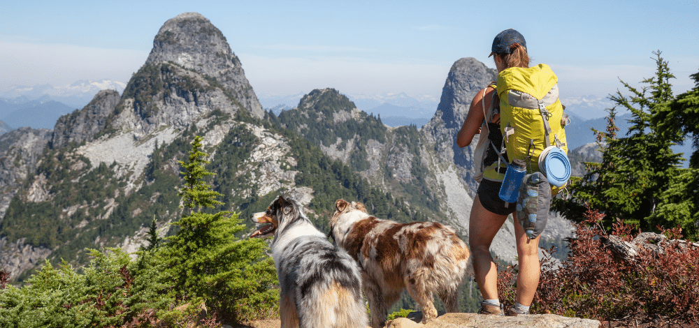 Dog adventures on mountain